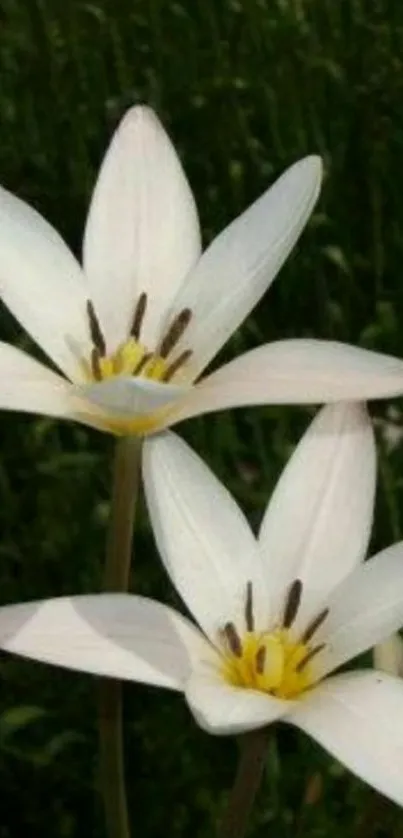 Elegant white flowers with green backdrop on mobile wallpaper.