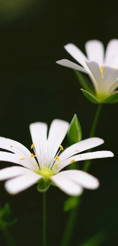 Elegant white flowers with dark green background, perfect as mobile wallpaper.