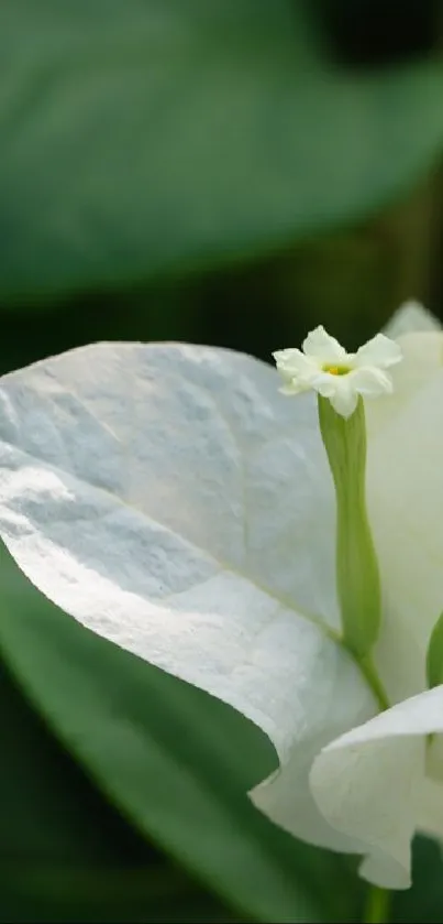 Close-up of white flower with green leaves in background.