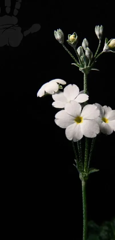 Elegant white flowers against a dark background with delicate green stems.
