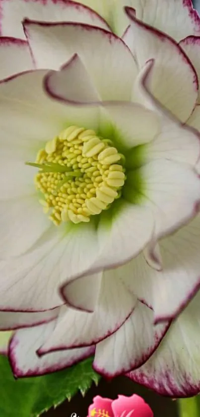 Closeup of white flower with pink edges.