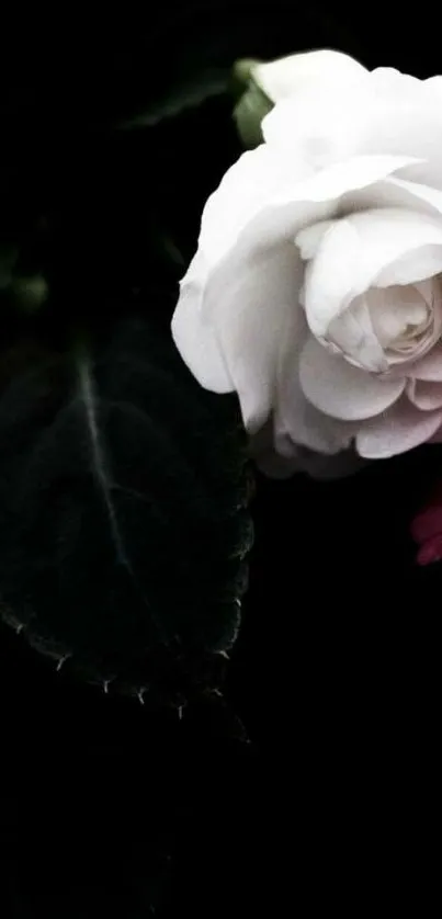 Elegant white flower with dark leaves on black background wallpaper.