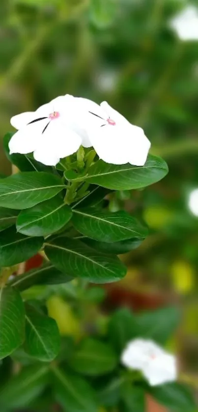 Elegant white flower with green leaves, serene nature wallpaper.