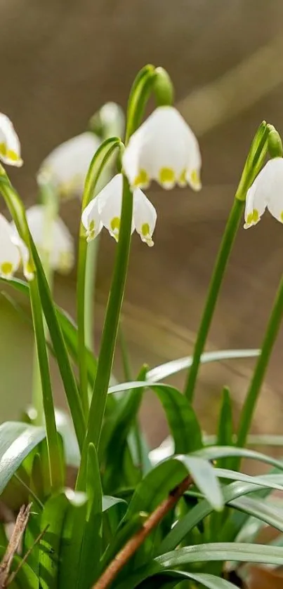 White flowers with green leaves in soft focus background.