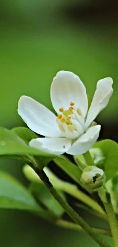 White flower with lush green leaves wallpaper.