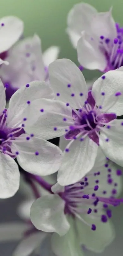 Elegant white flowers with purple accents, perfect for mobile wallpaper.