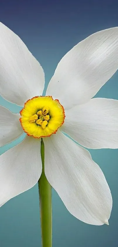 White flower with yellow center on blue gradient background.