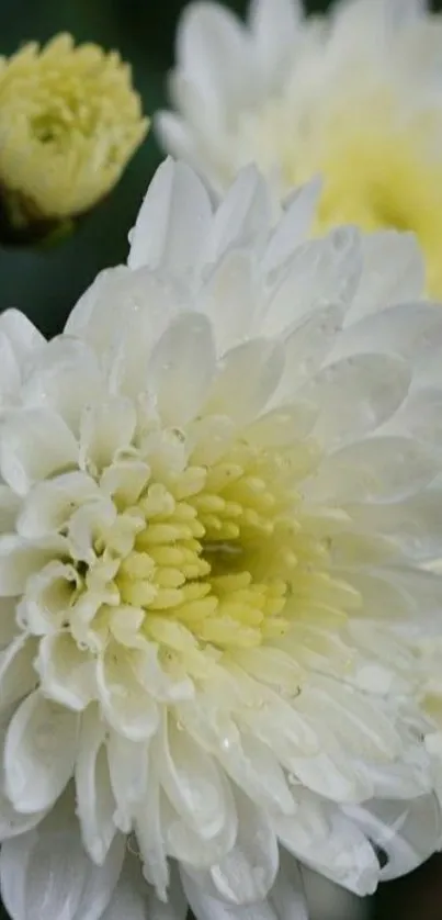 Close-up of a white flower with dewdrops on petals.