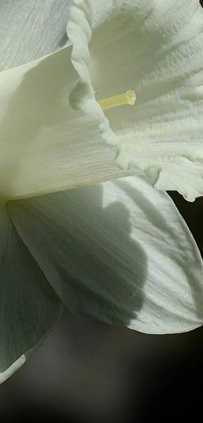 Close-up of a white daffodil with soft, elegant petals.