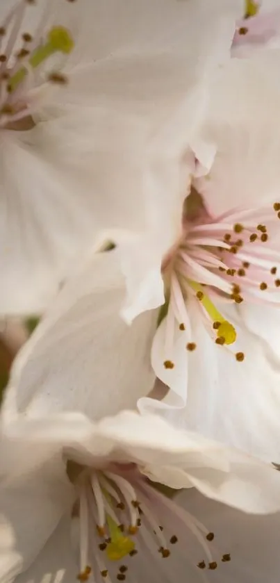 Close-up of white flowers with pink accents on a mobile wallpaper.