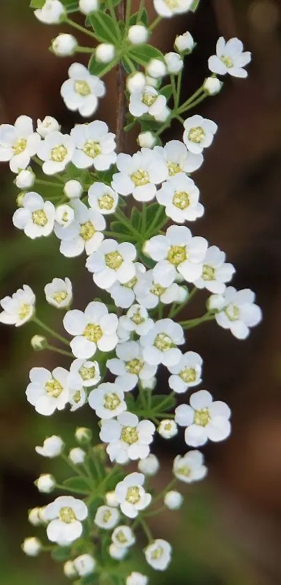 Elegant white flowers on a blurred natural background.