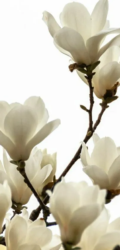 Elegant magnolia white flowers on branches in bloom.