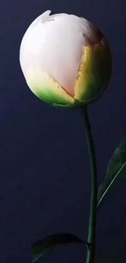 Elegant white flower with dark blue background.