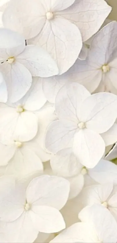 Elegant White Flower Wallpaper Live Wallpaper