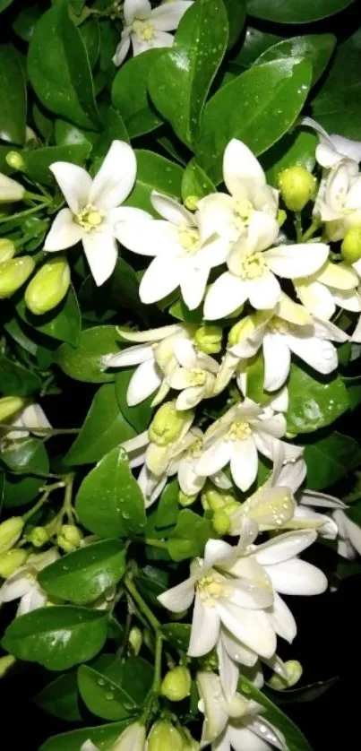 Elegant white flowers with green leaves on black background.