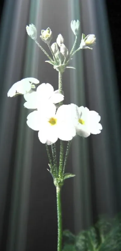 White flowers illuminated by soft beams of light on a dark background.