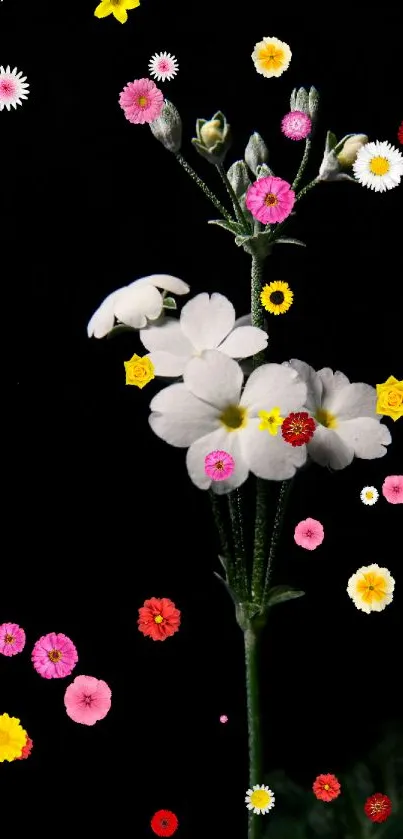 White flowers on black background, elegant and minimalist.