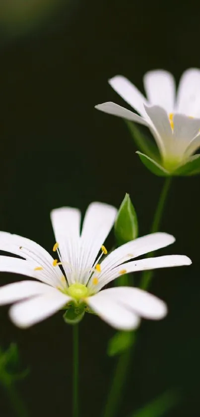 White flowers on a lush green background, perfect for a calming mobile wallpaper.