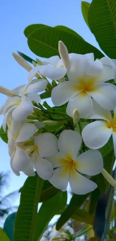 Elegant white flowers with green leaves against blue sky.