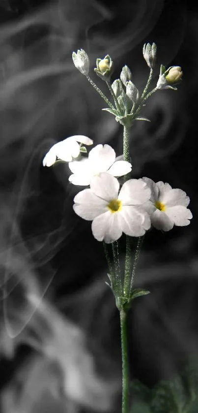 Elegant white flowers with dark backdrop, perfect for phone wallpaper.