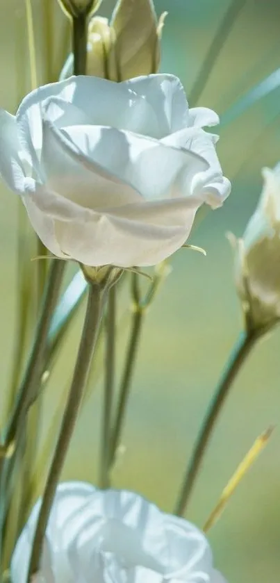 Elegant white flowers with green stems against a soft background.