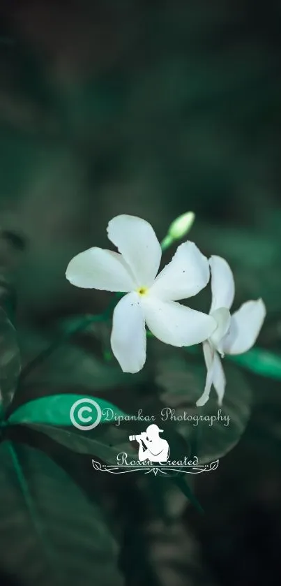 White flowers with dark green leaves background.