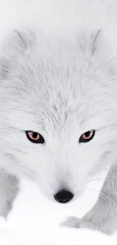 Close-up of a white fox in a serene setting, perfect for a mobile phone wallpaper.