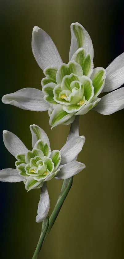 White and green flowers on a dark background.