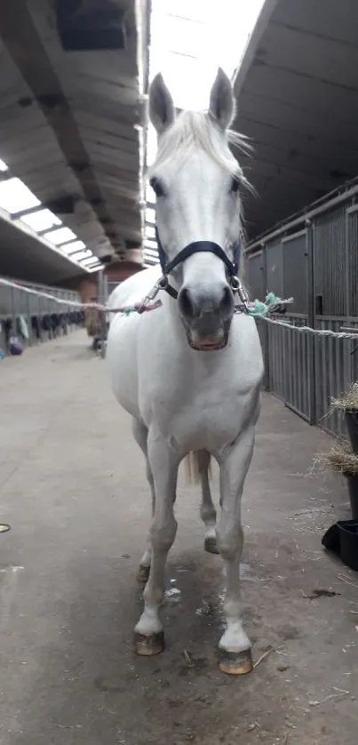 Elegant white horse stands in a stable.