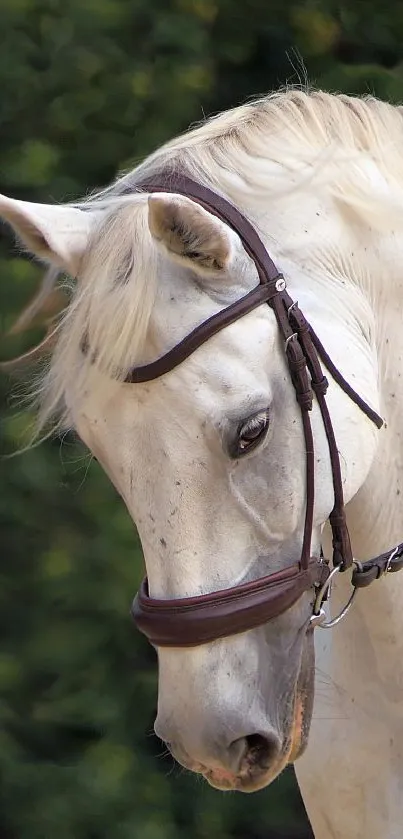 Elegant white horse with bridle, set against green background.