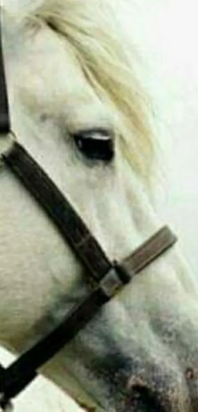 Elegant portrait of a white horse with bridle