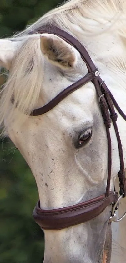 Elegant white horse mobile wallpaper with detailed bridle.