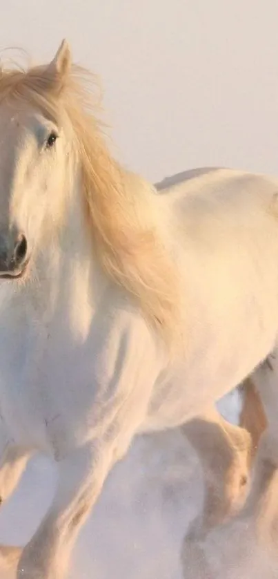 White horse galloping on snowy field mobile wallpaper.