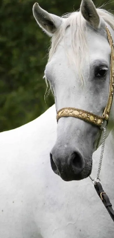 Majestic white horse in a green nature setting, perfect mobile wallpaper.