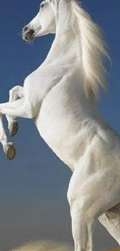 Majestic white horse rearing in front of a vibrant blue sky.