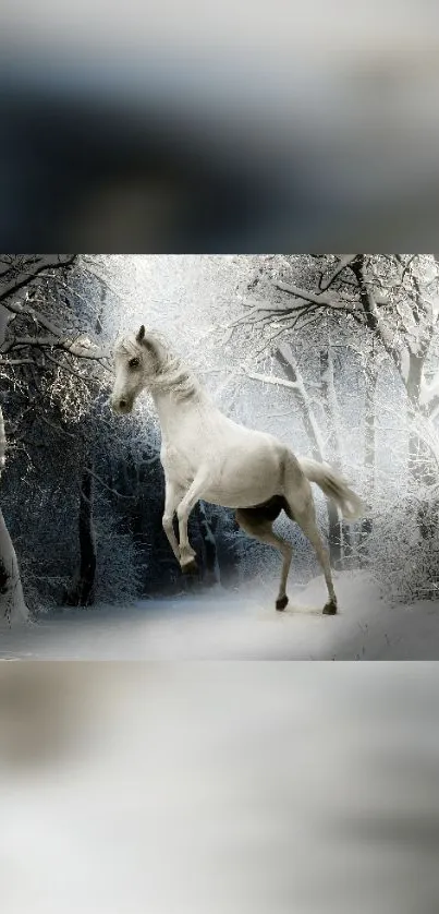 Majestic white horse in snowy forest wallpaper.