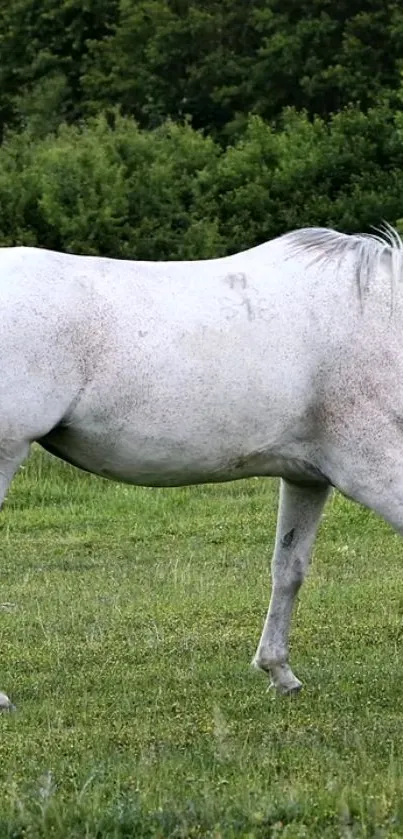 White horse gracefully walking on lush green grass.