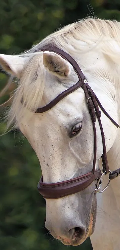 Close-up of an elegant white horse with bridle in a natural setting.