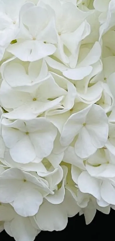 Elegant white hydrangea flowers with lush petals.