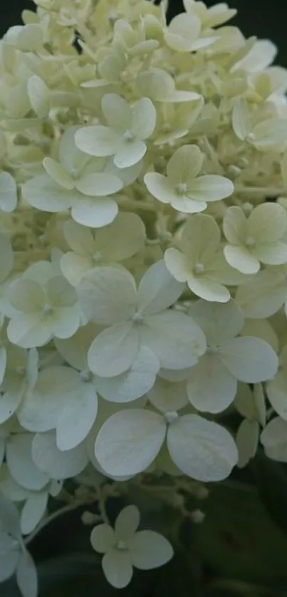 White hydrangea flower against dark leaves.