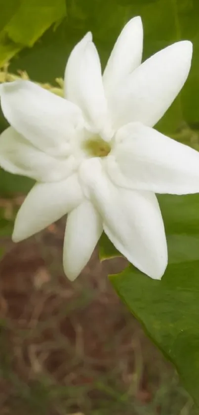 Delicate white jasmine flower with lush green leaves close-up.