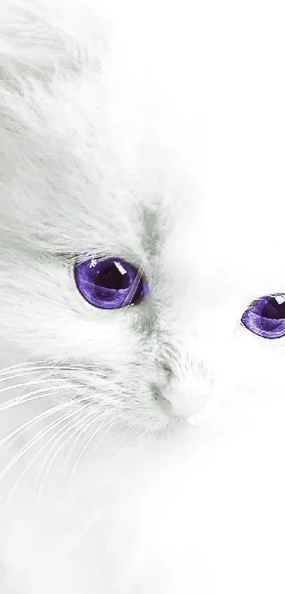 Fluffy white kitten with purple eyes against a soft white background.