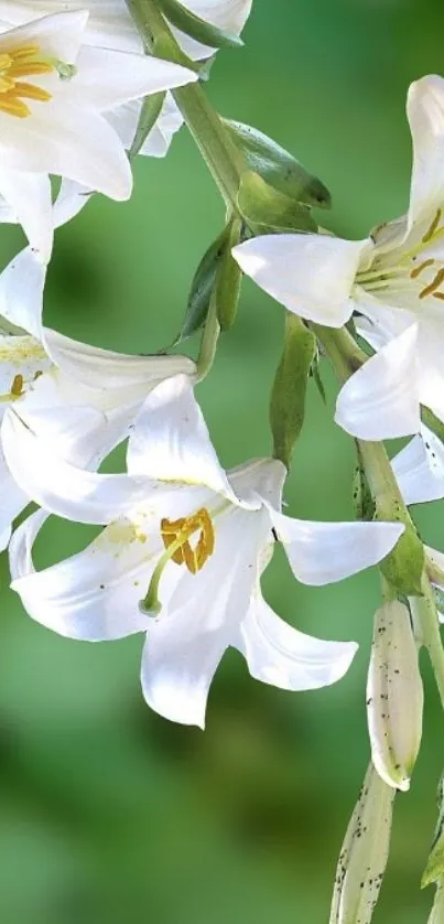 Elegant white lilies on a lush green background wallpaper.