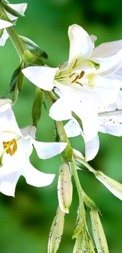 Elegant white lily flowers against a green blurred background.