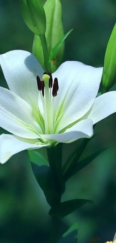 Serene white lily with green buds on a peaceful background.