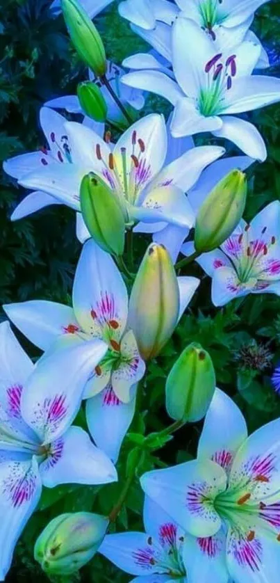 Mobile wallpaper featuring white lilies with green foliage.