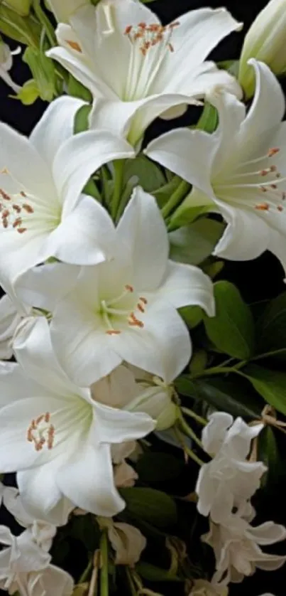 Beautiful white lilies with lush green leaves.