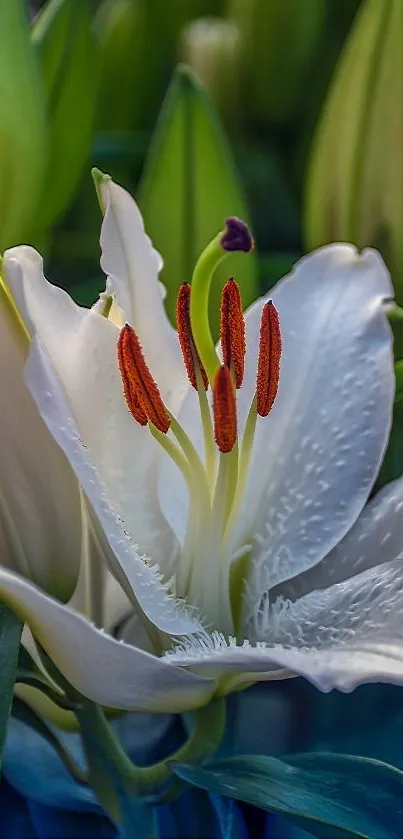 Close-up of a white lily with green leaves, capturing its natural elegance.