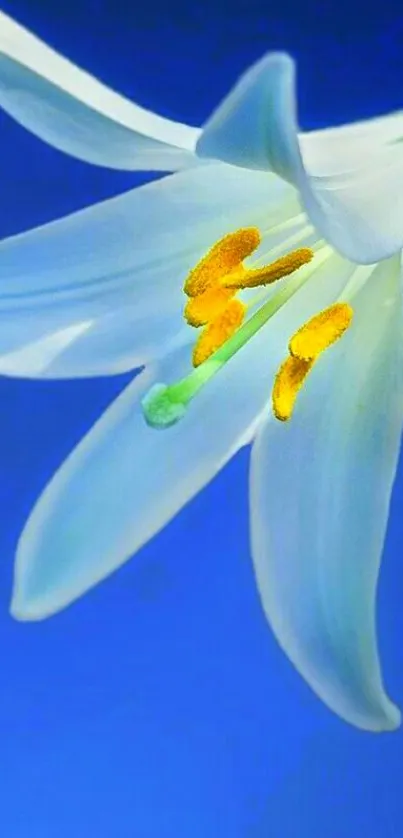 White lily flower with blue background wallpaper.