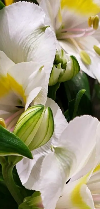 Elegant white lilies with yellow accents in full bloom.